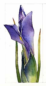 Iris